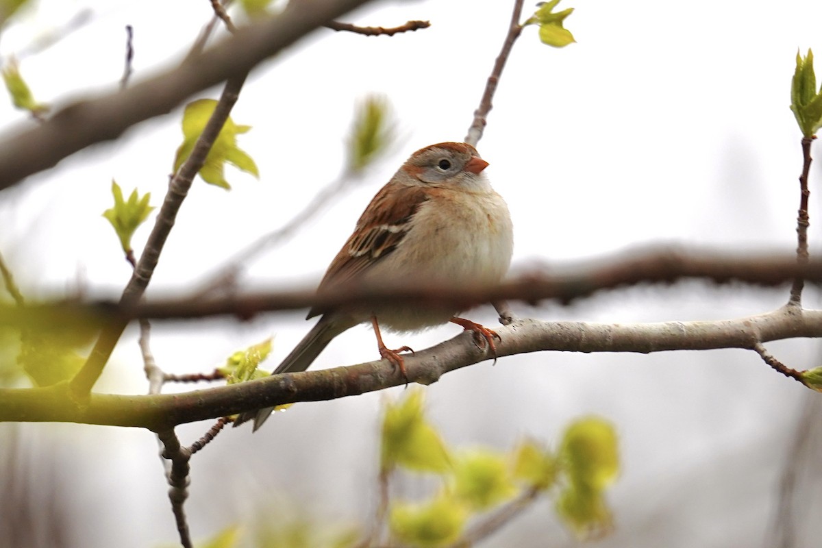 Field Sparrow - ML566398841