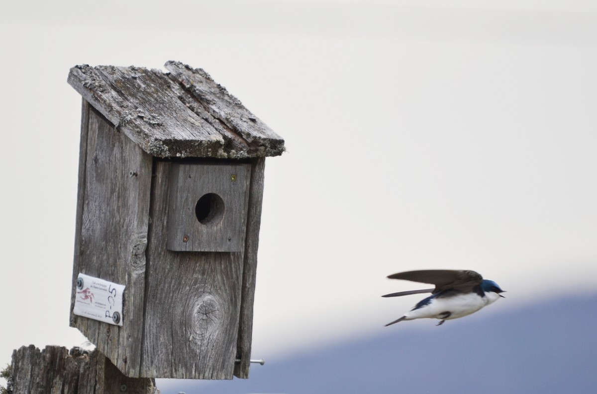 Tree Swallow - ML566399001
