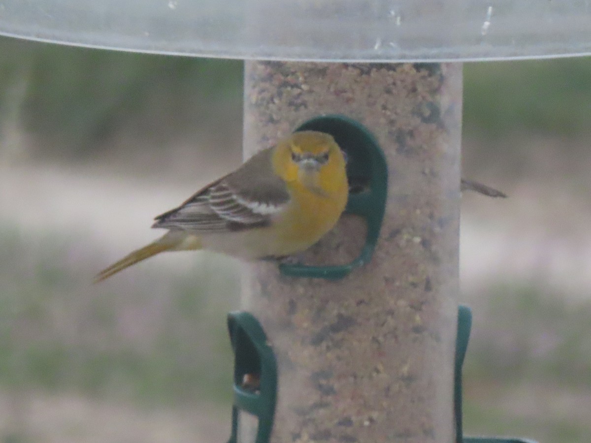 Bullock's Oriole - ML566399211