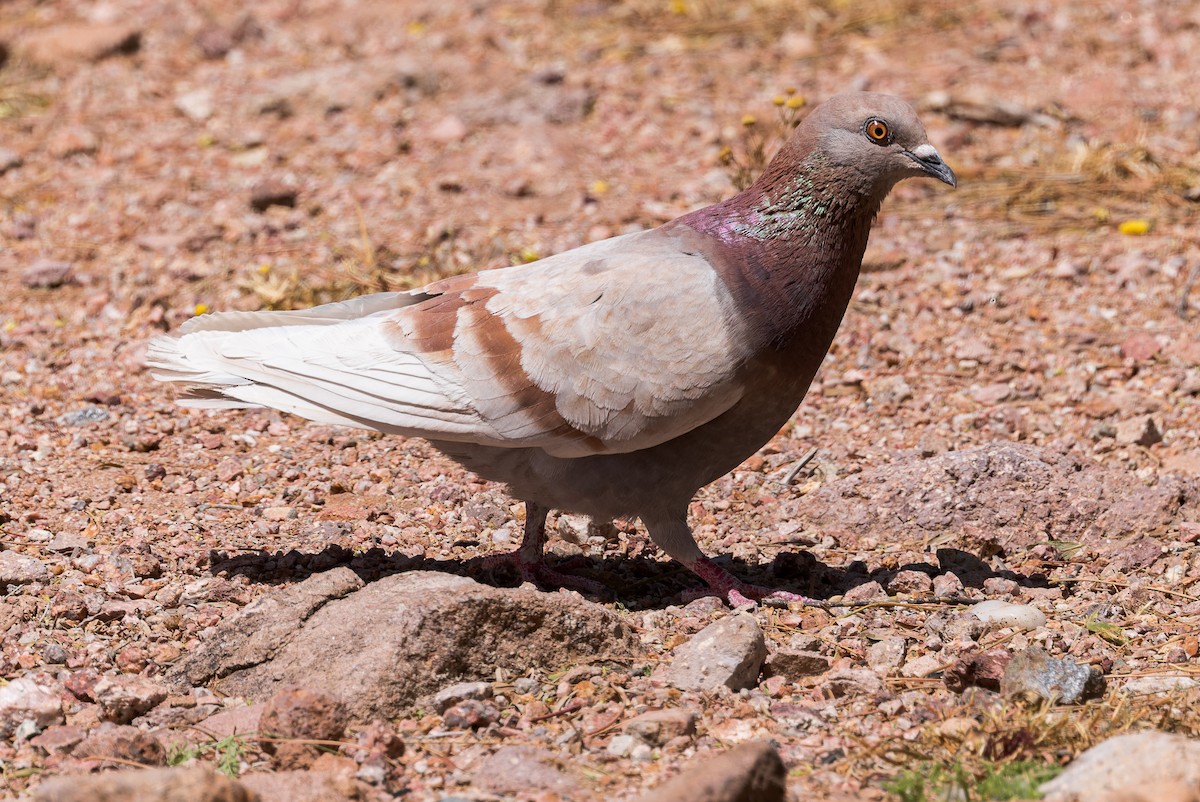 Rock Pigeon (Feral Pigeon) - ML566399671