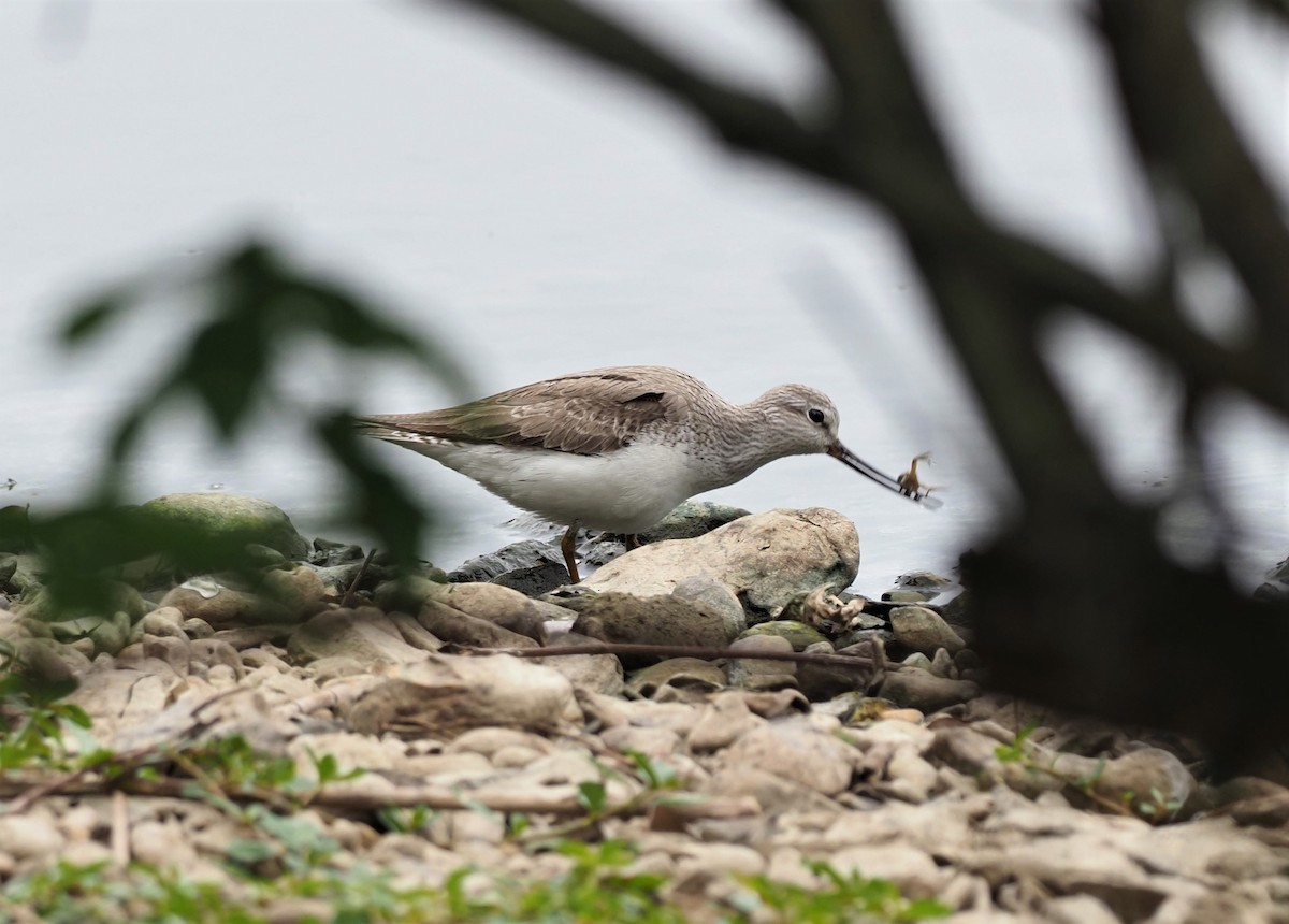 Terek Sandpiper - ML566399971