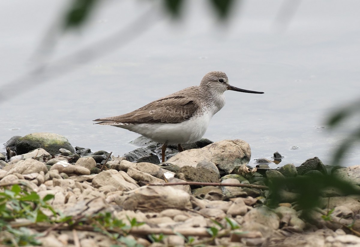 Terek Sandpiper - ML566399991