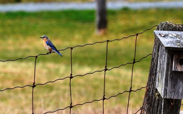 Eastern Bluebird - ML566400991