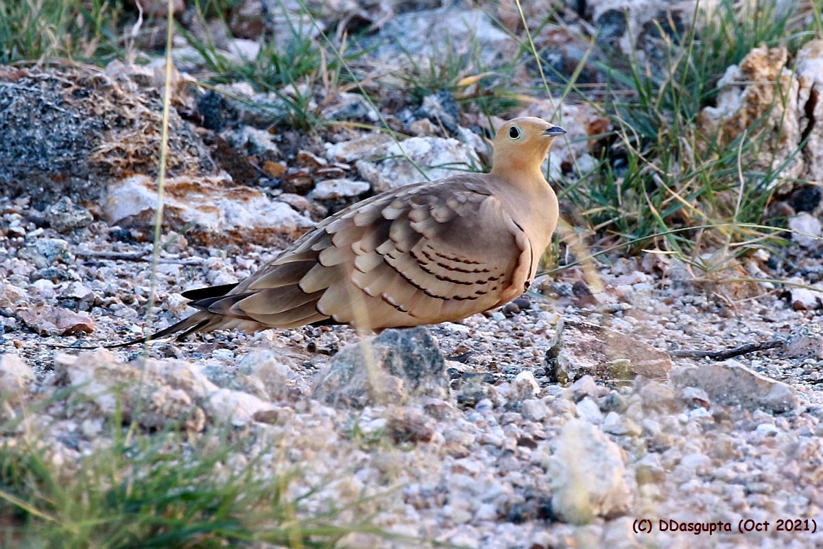 Chestnut-bellied Sandgrouse - ML566401431