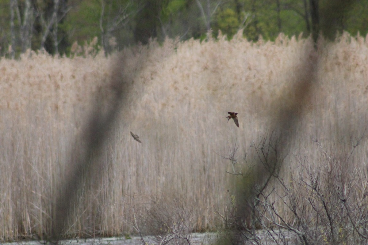 Barn Swallow - ML566401571