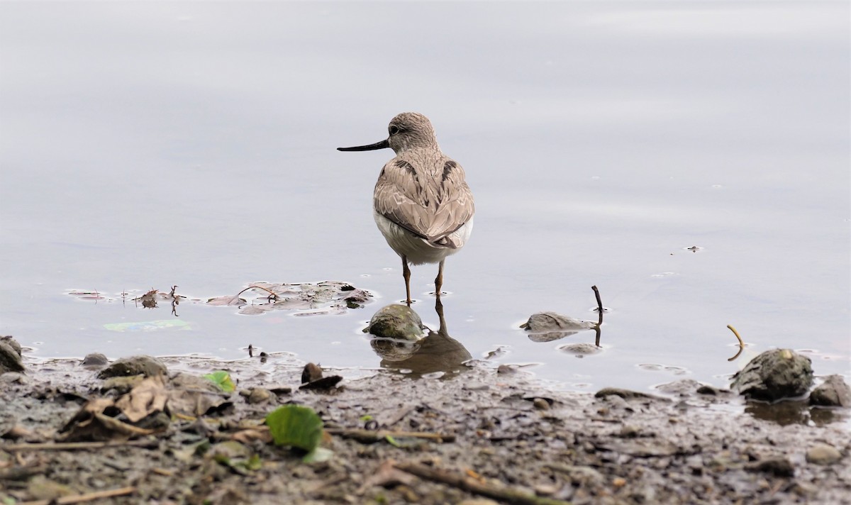 Terek Sandpiper - ML566401581