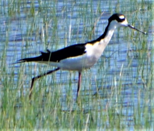 Black-necked Stilt - ML566402671