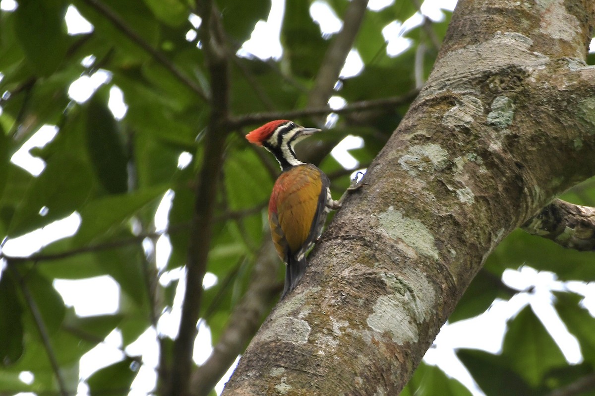 Common Flameback - Teeranan Tinpook