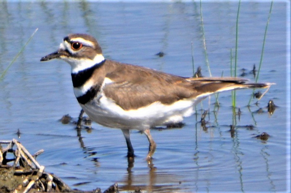 Killdeer - ML566403901