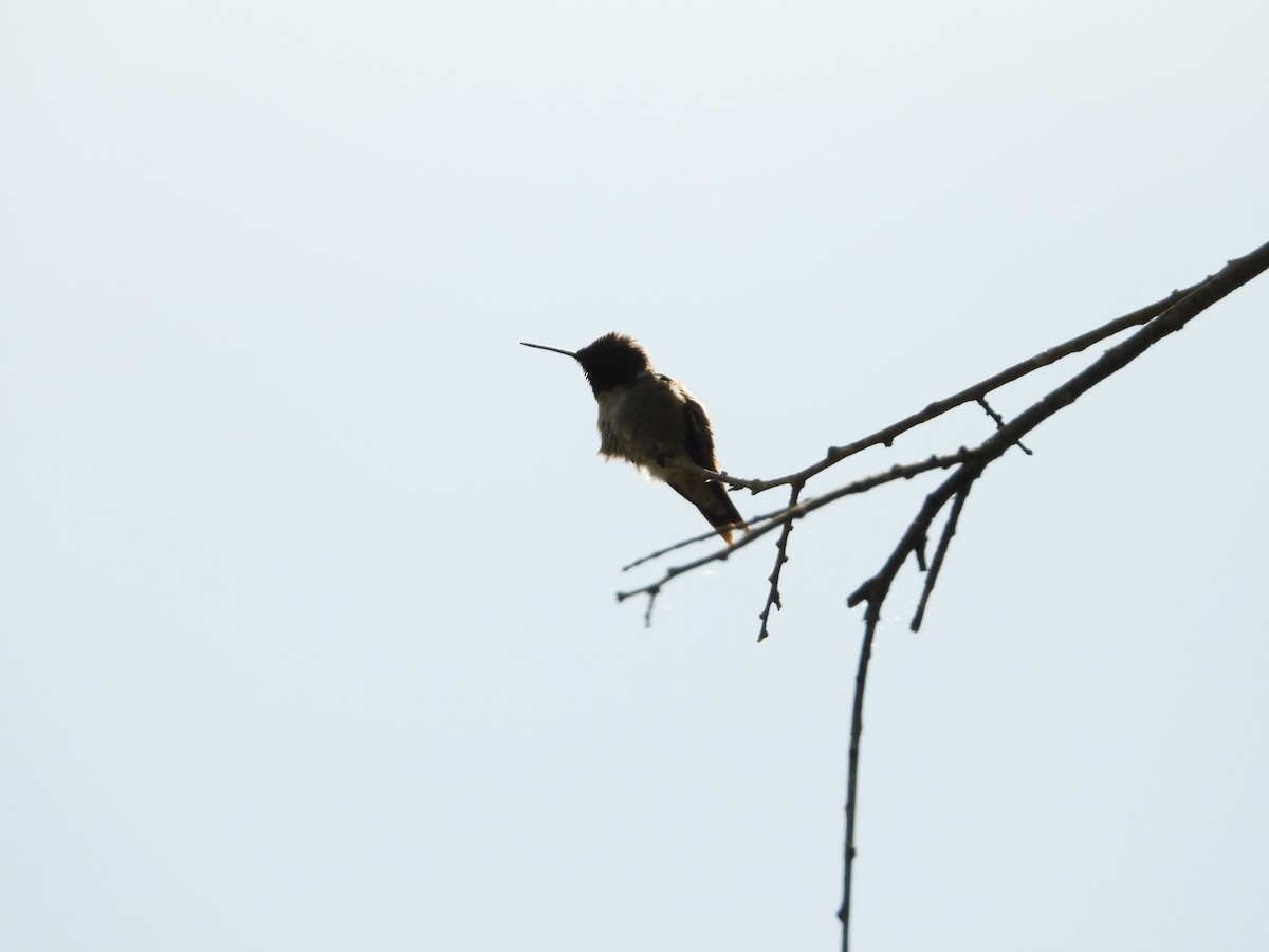 Ruby-throated Hummingbird - ML566403951