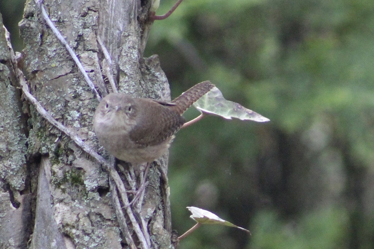 Northern House Wren - ML566404061