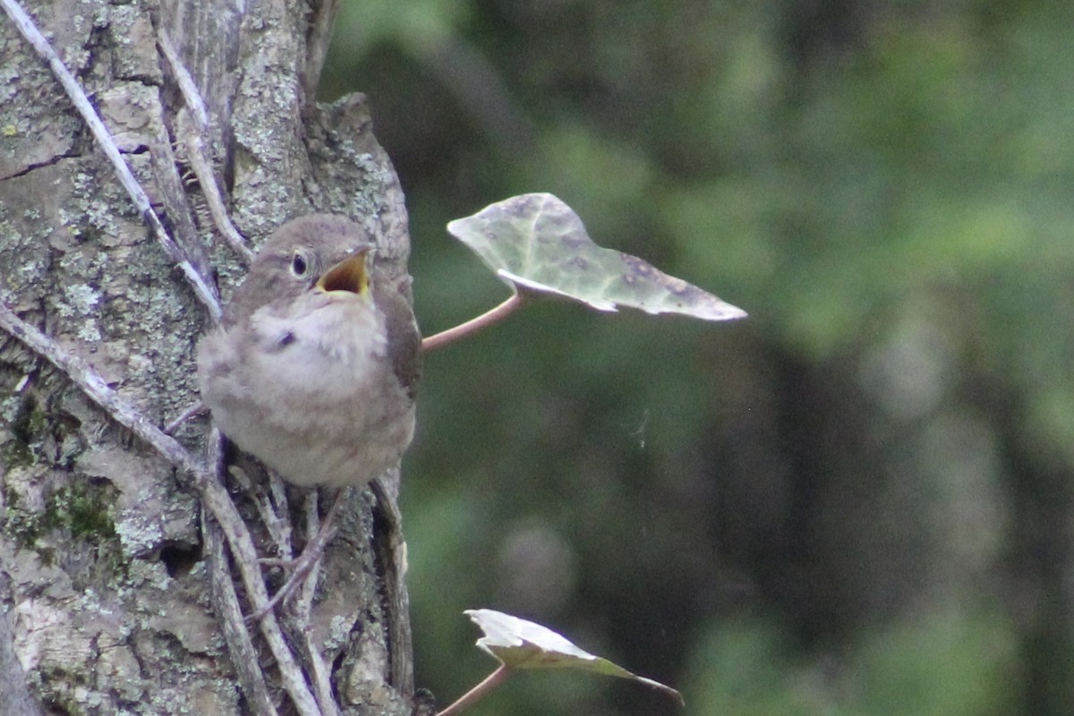 Northern House Wren - ML566404071