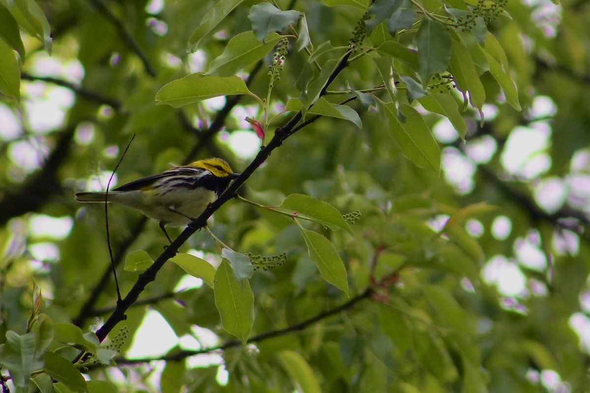 Black-throated Green Warbler - Sophie Barno