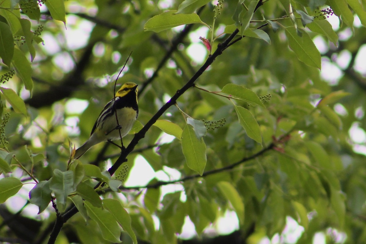 Black-throated Green Warbler - ML566404171