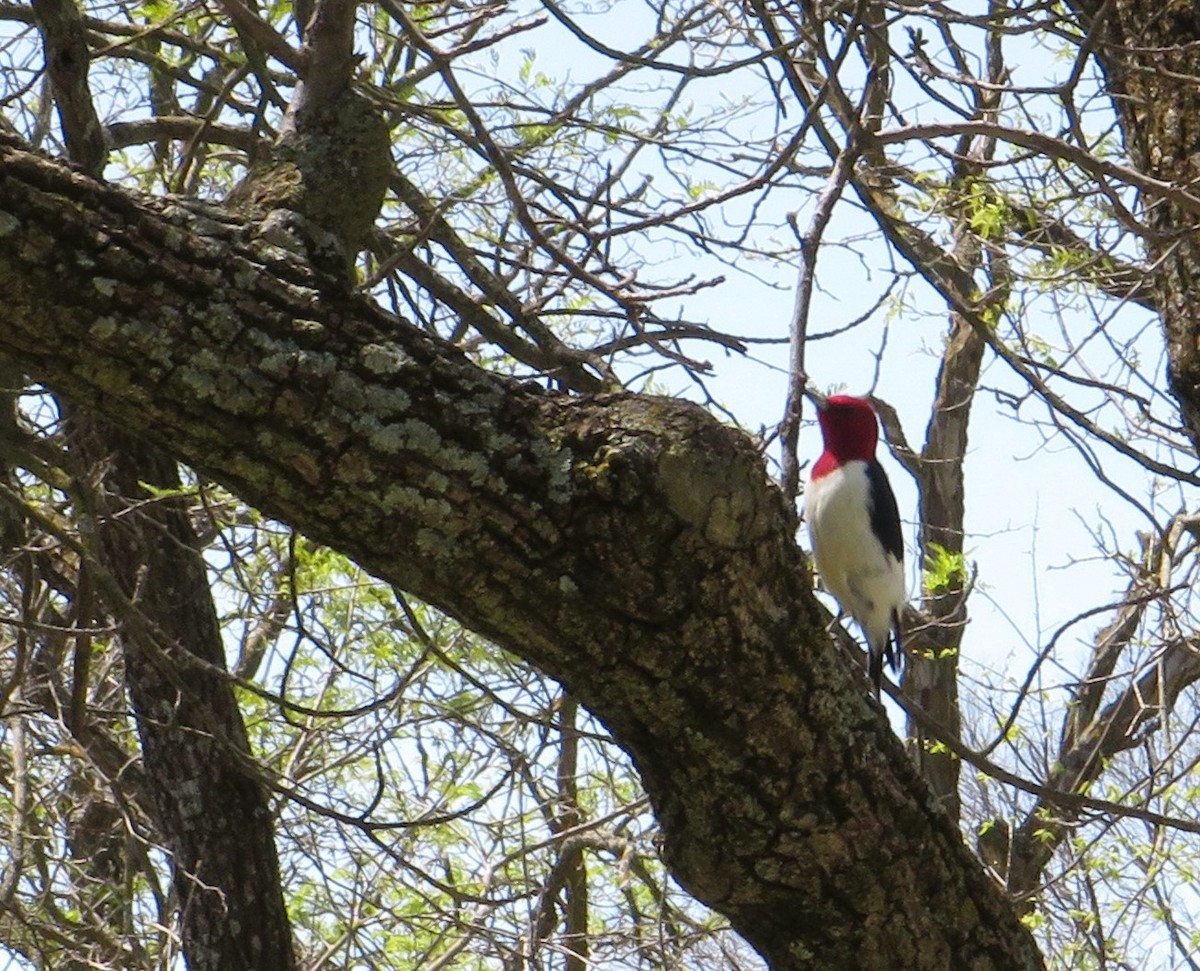Red-headed Woodpecker - Dale Anderson
