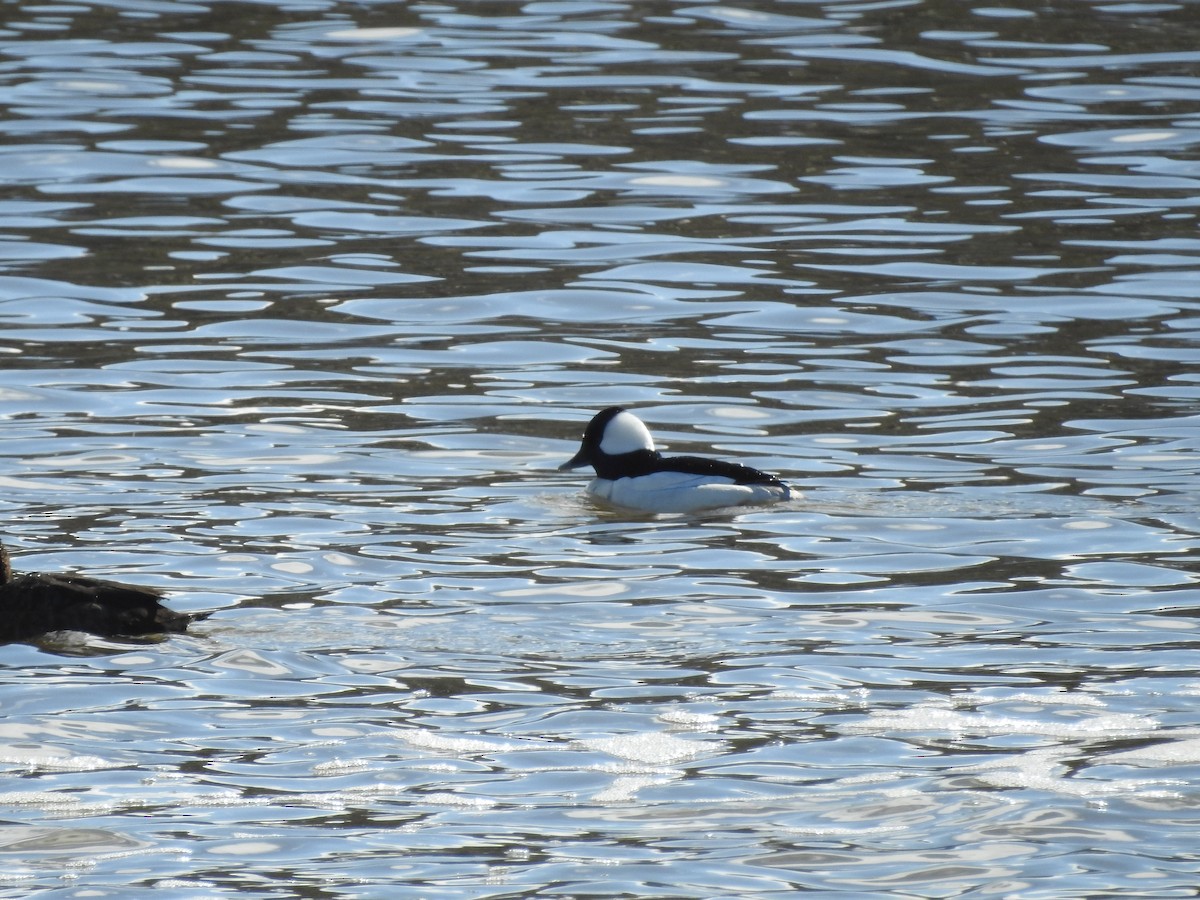 Bufflehead - Richard Lepage