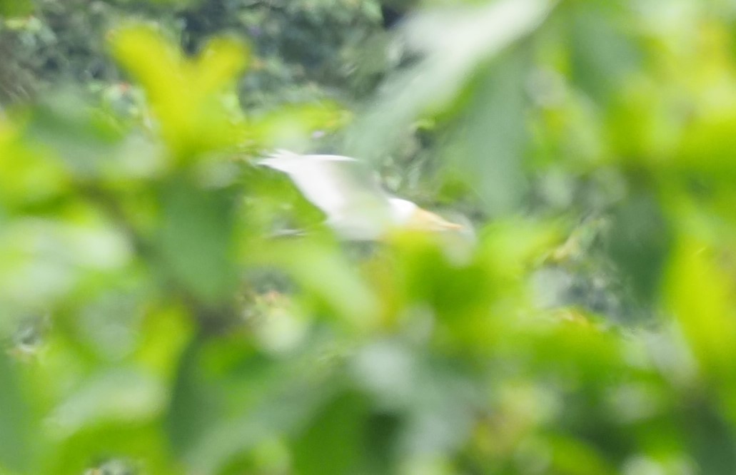 Eastern Cattle Egret - ML566405901