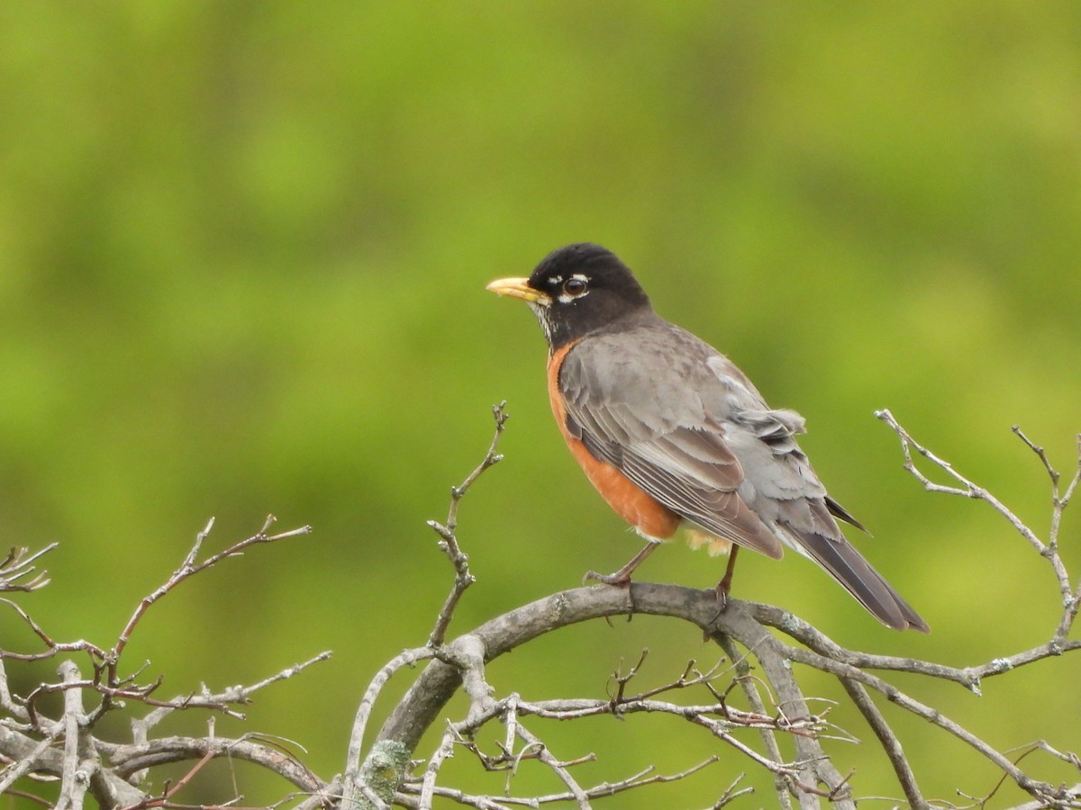 American Robin - ML566406161