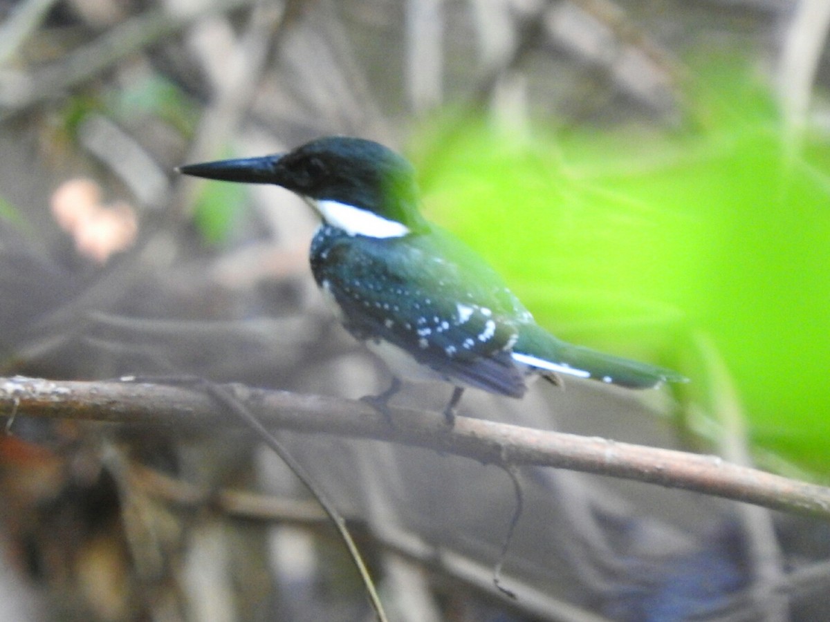 Martin-pêcheur vert - ML566407251