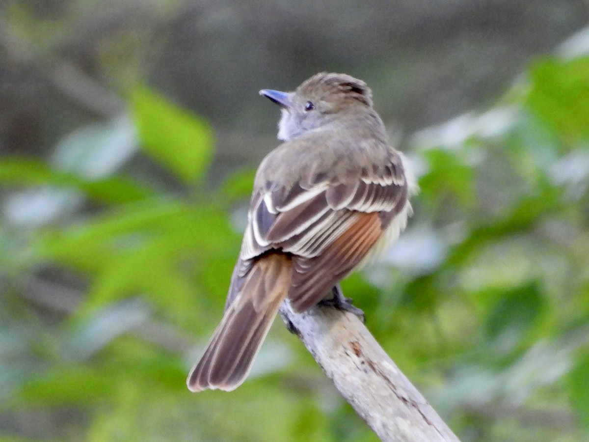 Great Crested Flycatcher - ML566407541
