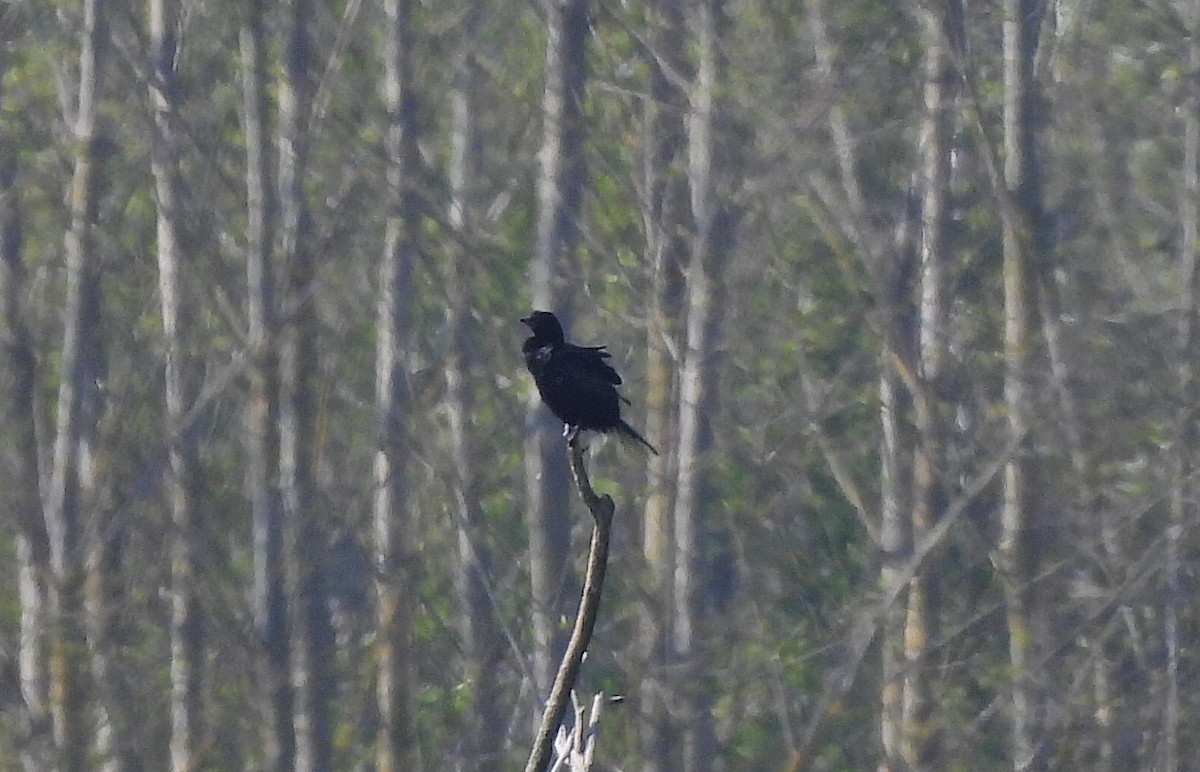 Pygmy Cormorant - ML566408851