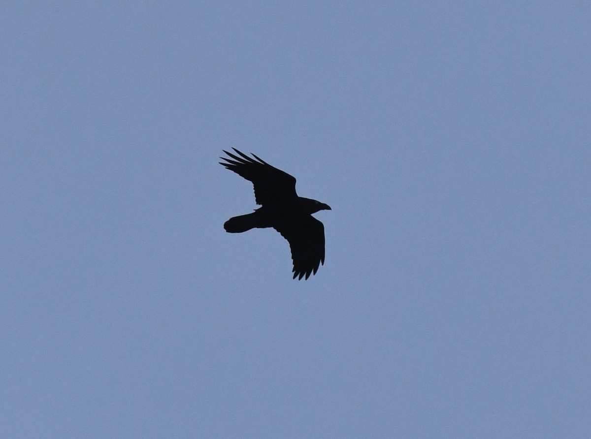 Common Raven - ML566409491