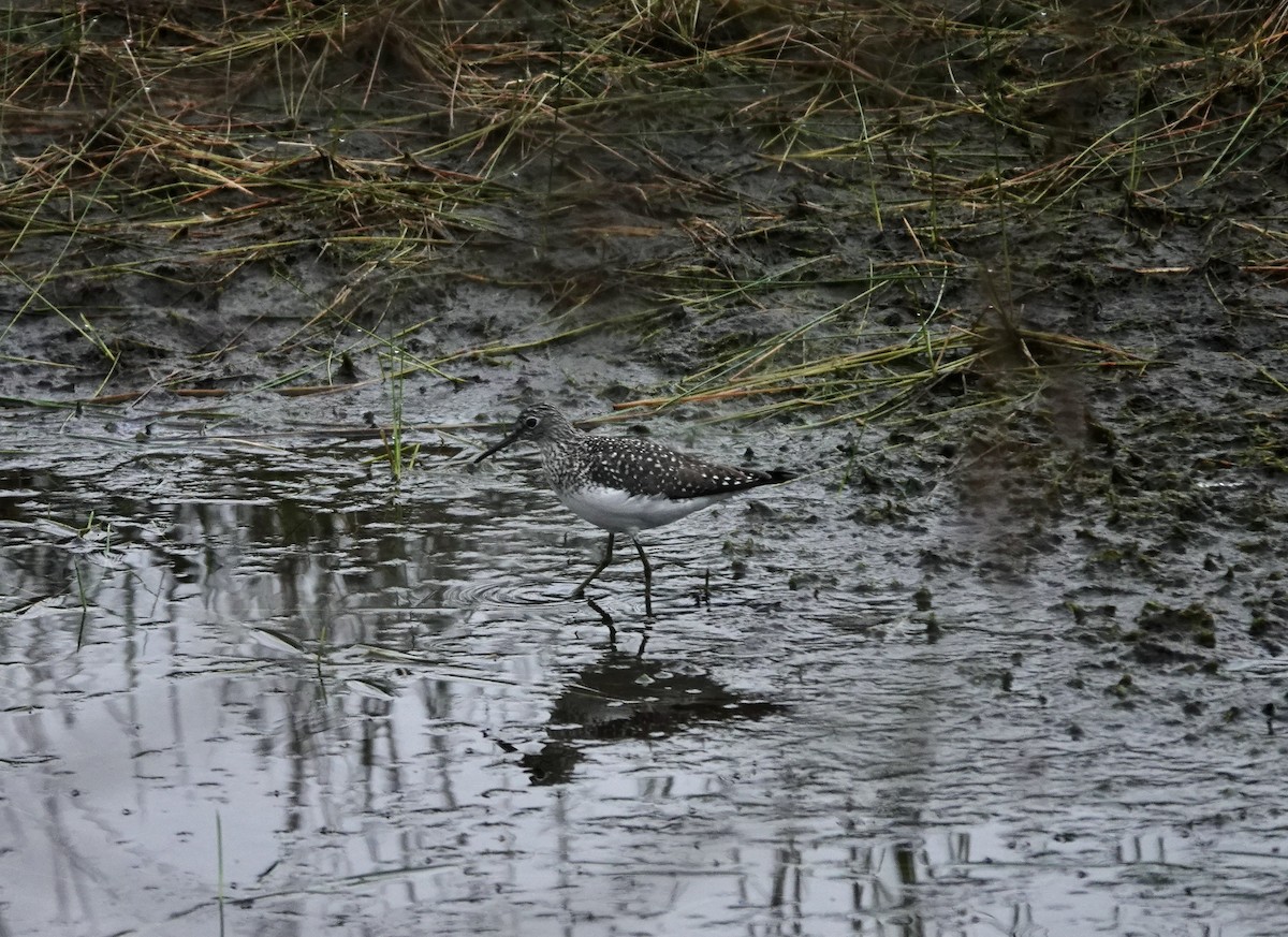 Solitary Sandpiper - ML566409601