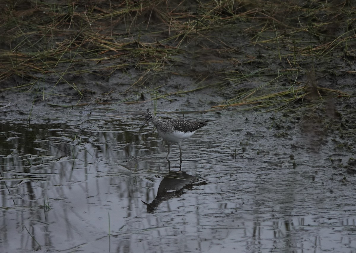 Solitary Sandpiper - Claire Bélanger