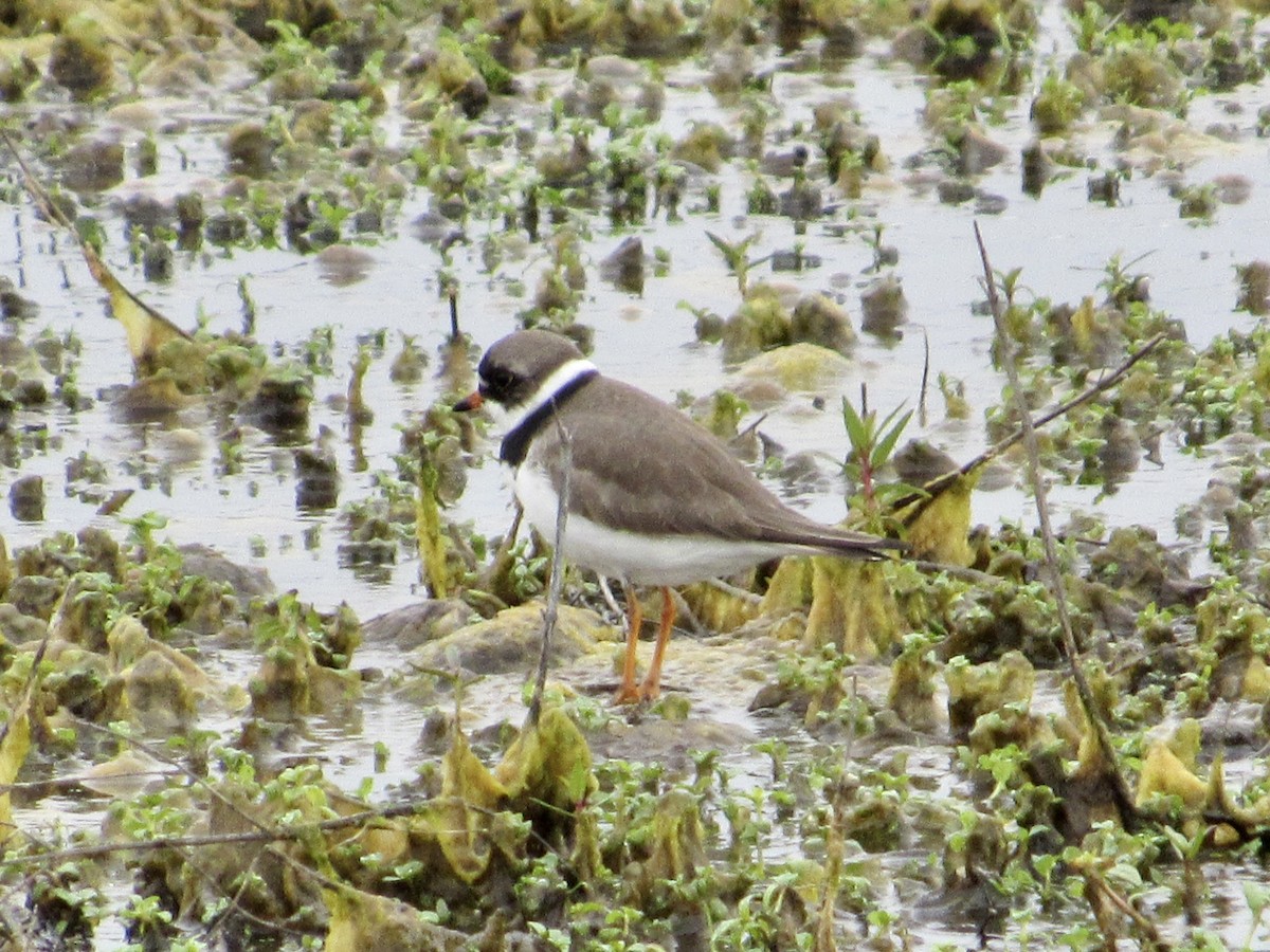 Semipalmated Plover - ML566409671