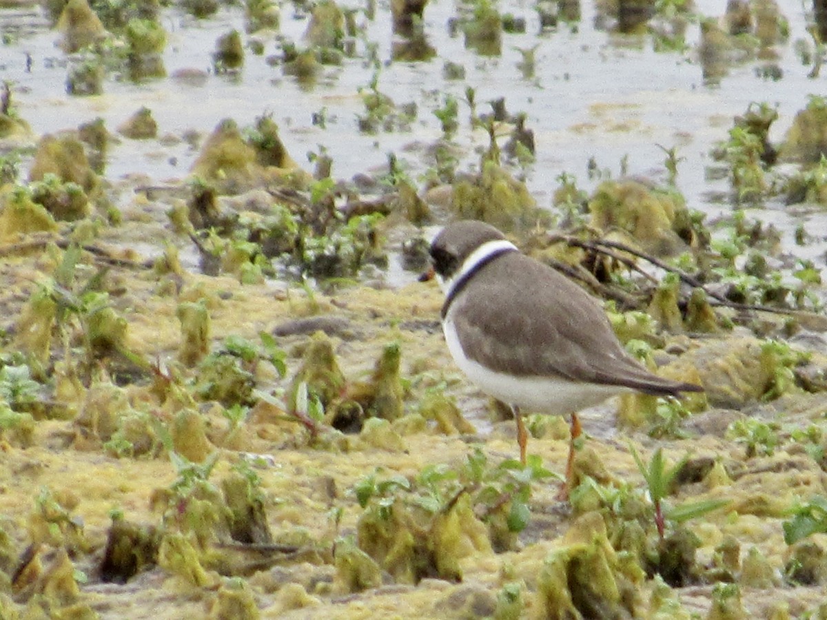 Semipalmated Plover - ML566409681