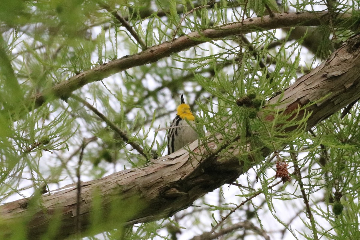 Yellow-throated Warbler - Steve Myers