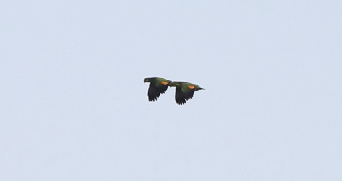 Orange-winged Parrot - ML566410981