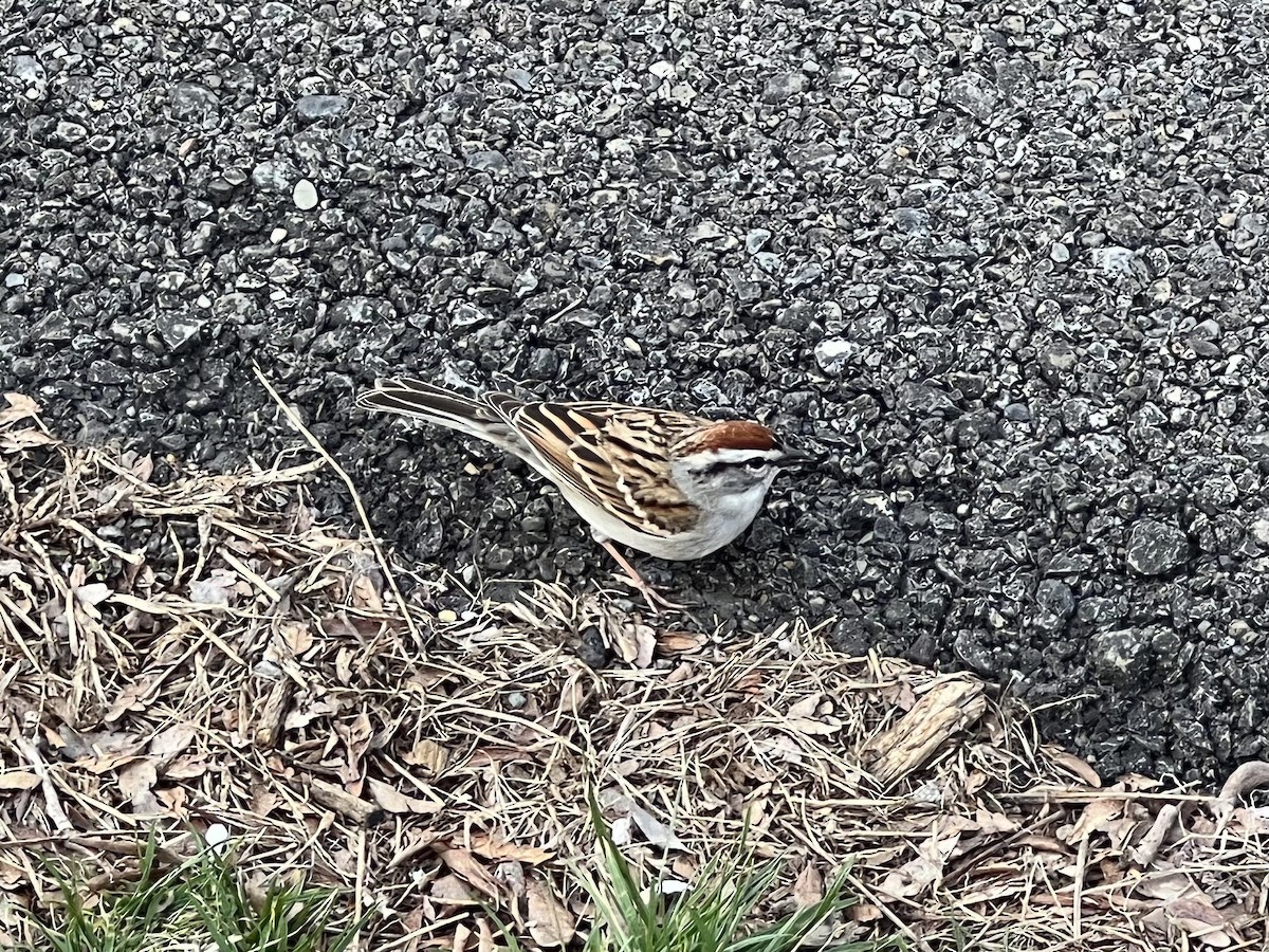 Chipping Sparrow - ML566411581