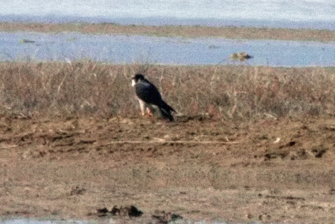 Halcón Peregrino - ML566411721