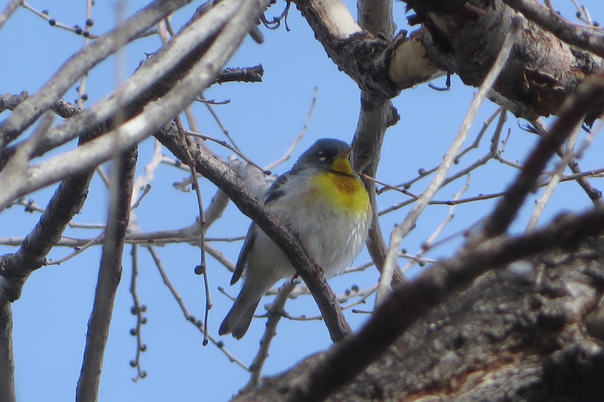 Northern Parula - Puffins 4Life