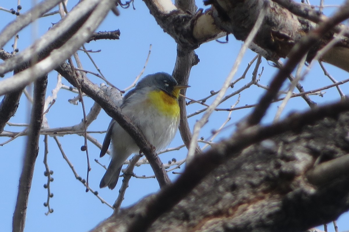 Northern Parula - Puffins 4Life