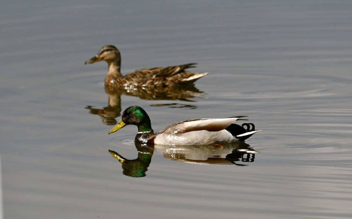 Canard colvert - ML566414641