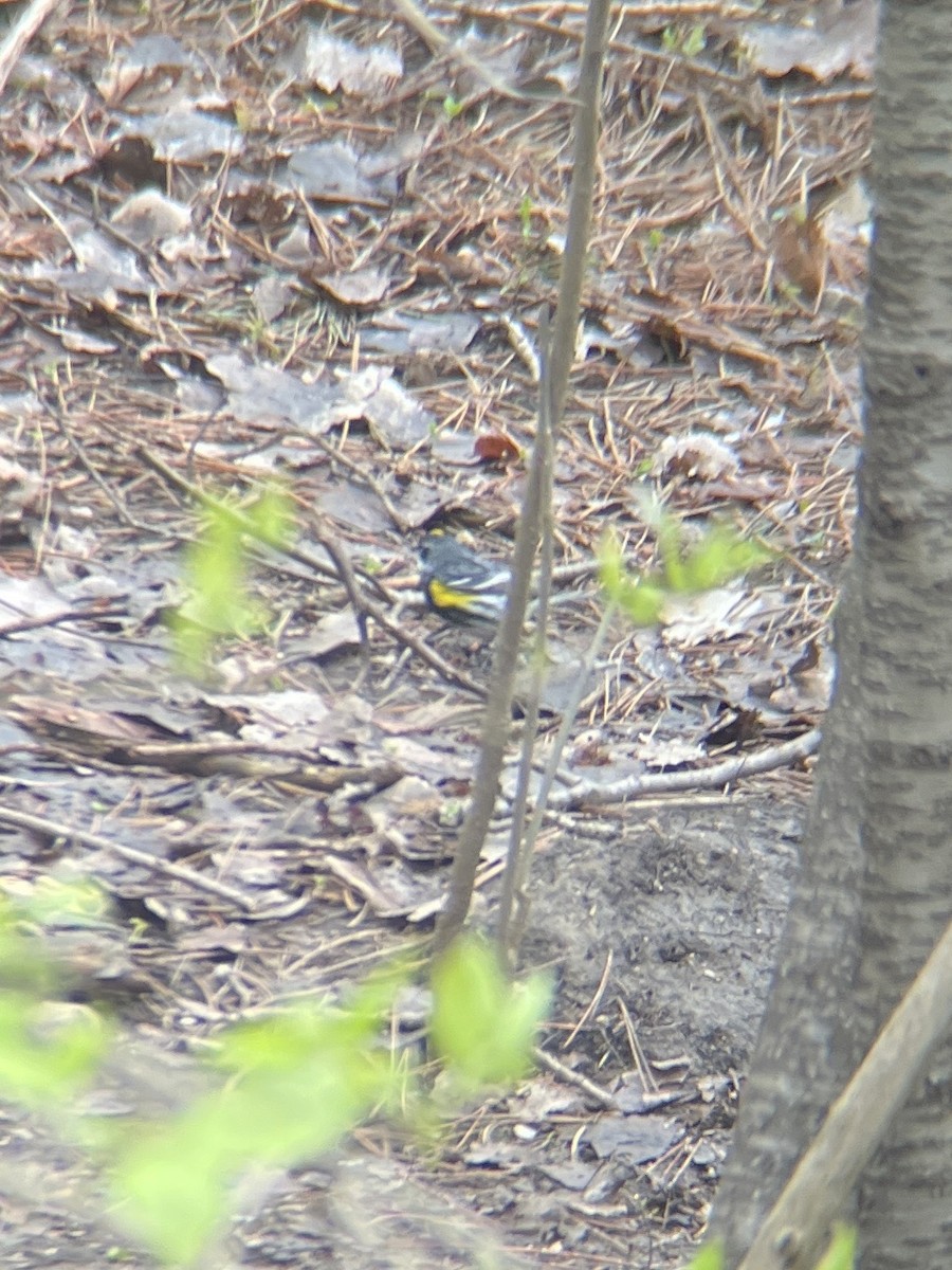 Yellow-rumped Warbler (Myrtle) - ML566415201