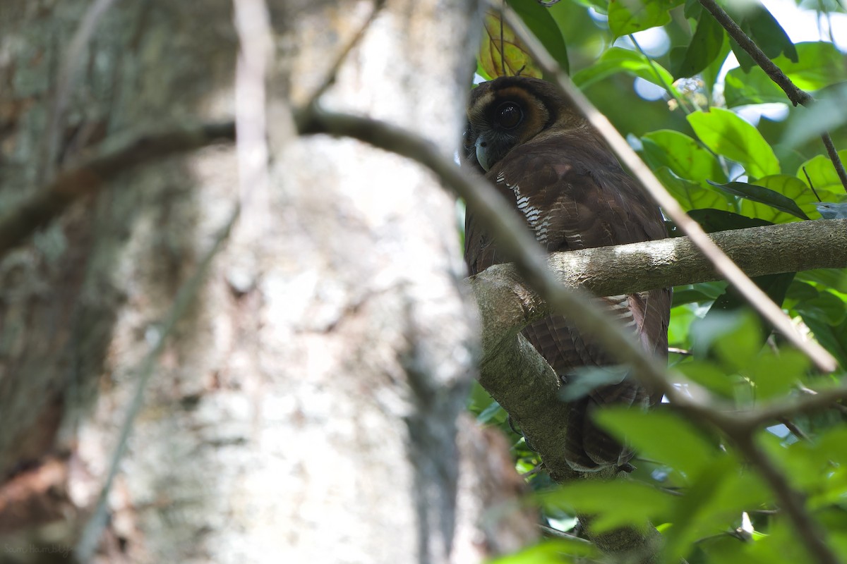 Brown Wood-Owl (Brown) - ML566415391