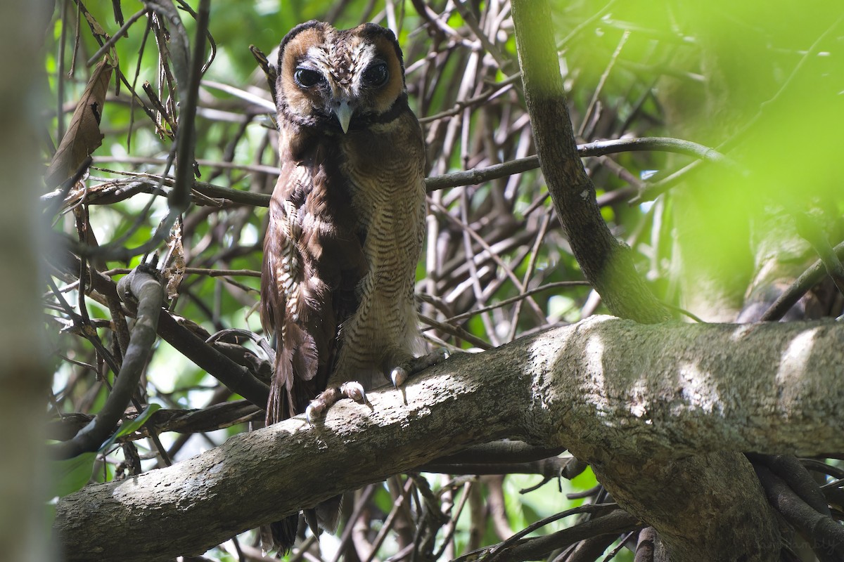 Brown Wood-Owl (Brown) - ML566415401