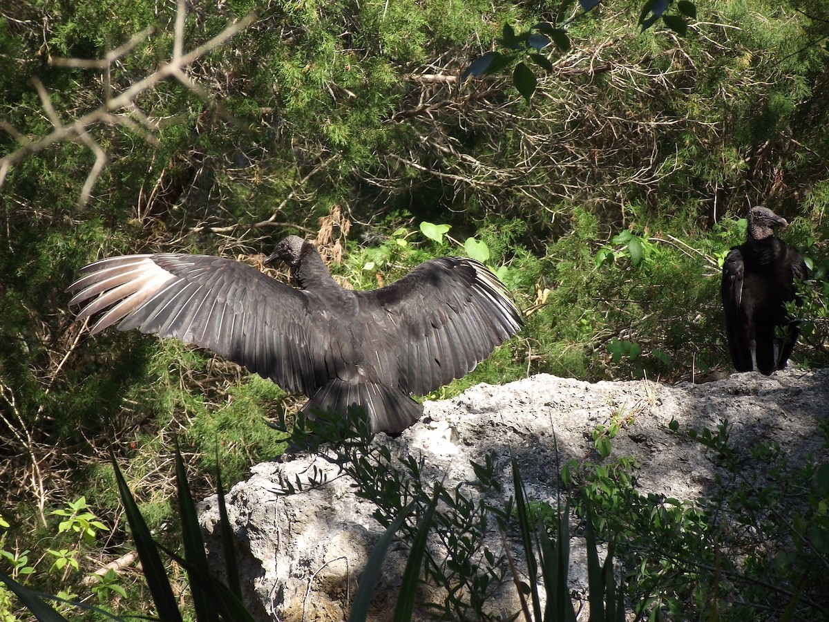 Black Vulture - ML56641631