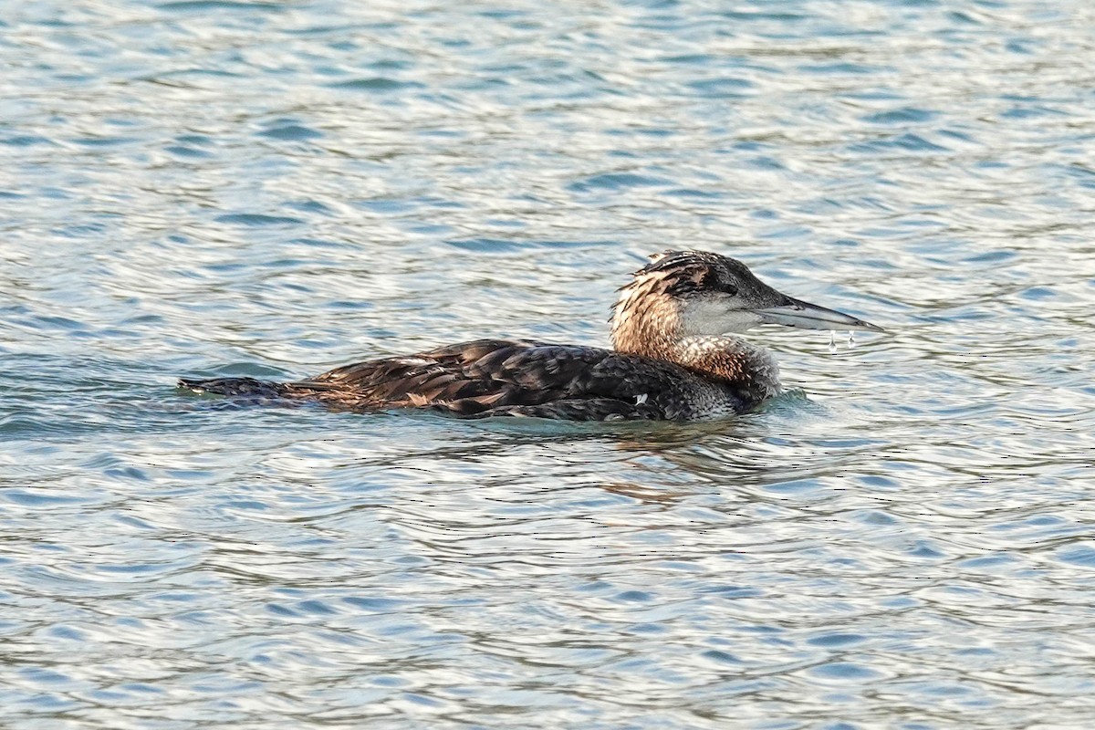 Plongeon huard - ML566416341