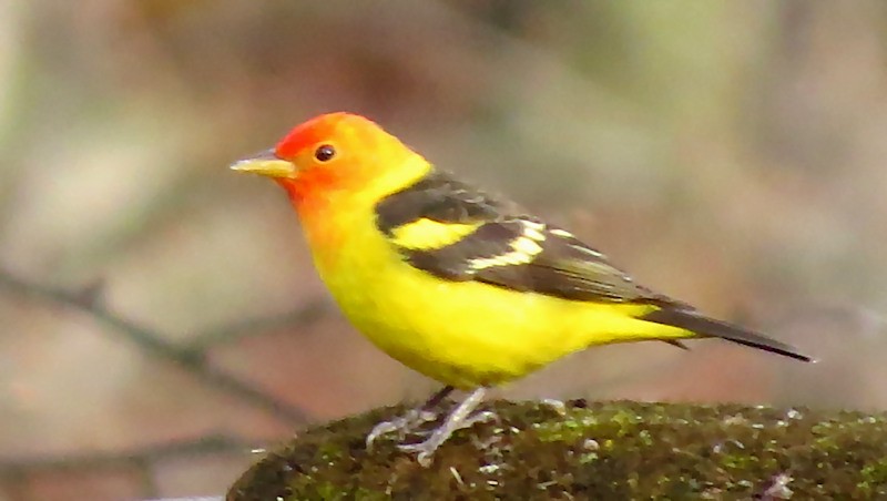 Western Tanager - ML56641641