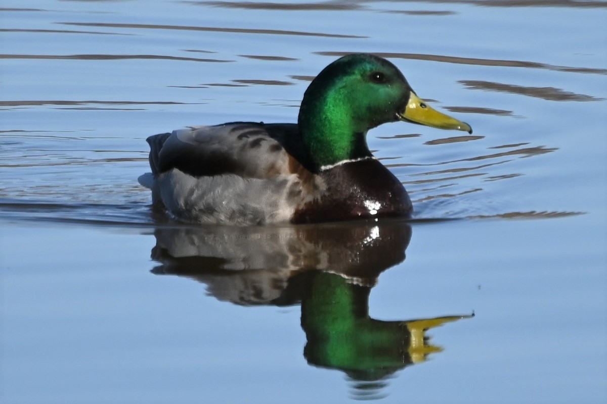 Mallard - Syd Cannings