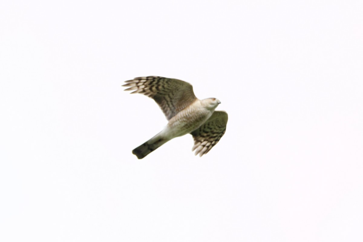 Sharp-shinned Hawk (Northern) - ML566417231