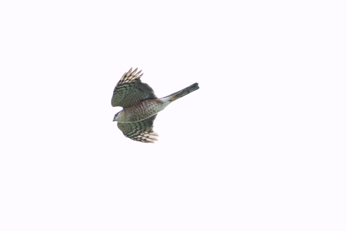 Sharp-shinned Hawk (Northern) - ML566417241