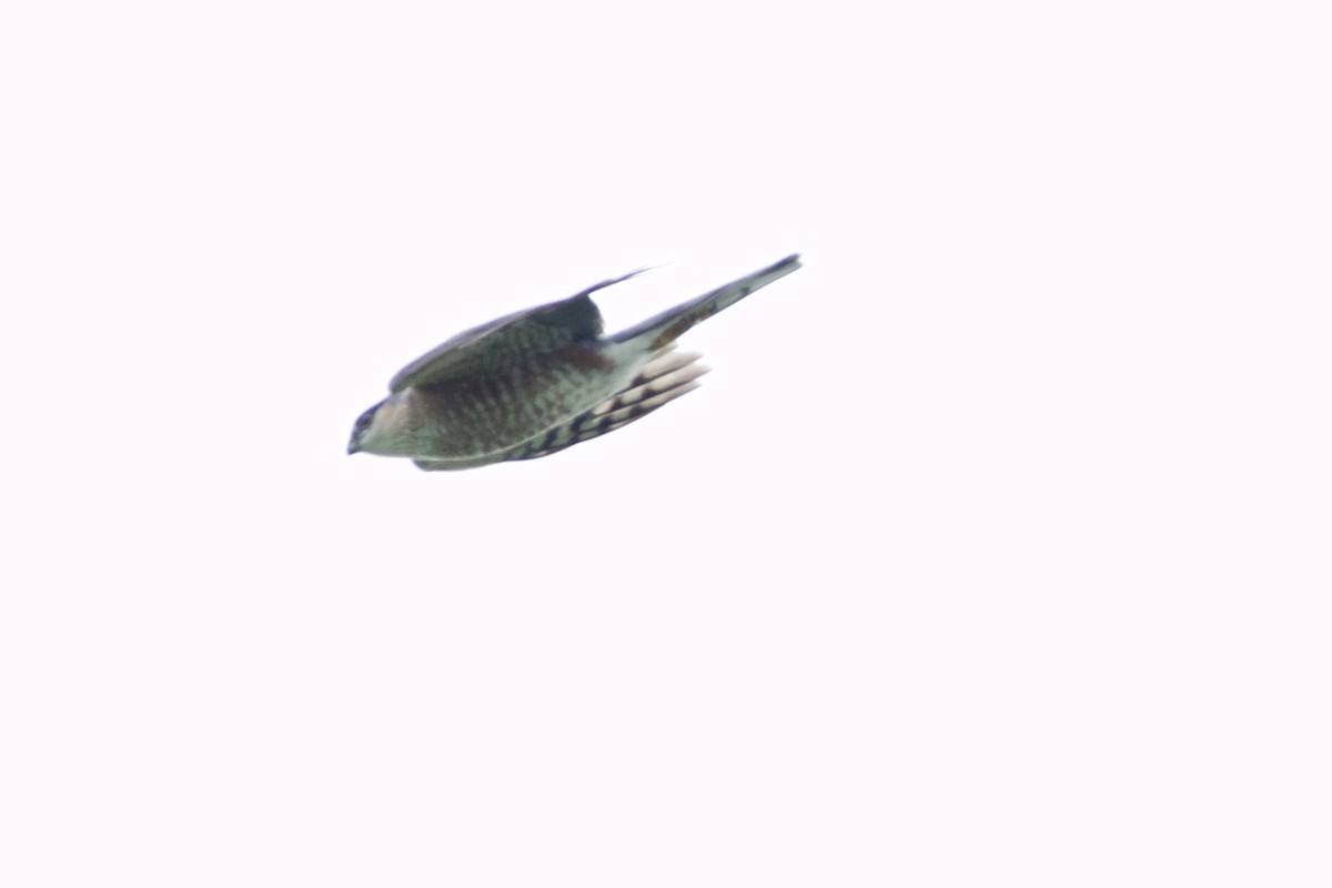 Sharp-shinned Hawk (Northern) - ML566417251