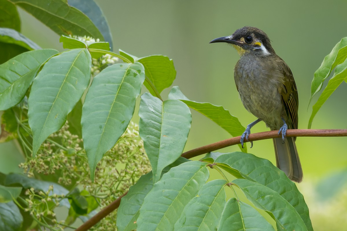 Obscure Honeyeater - Dubi Shapiro
