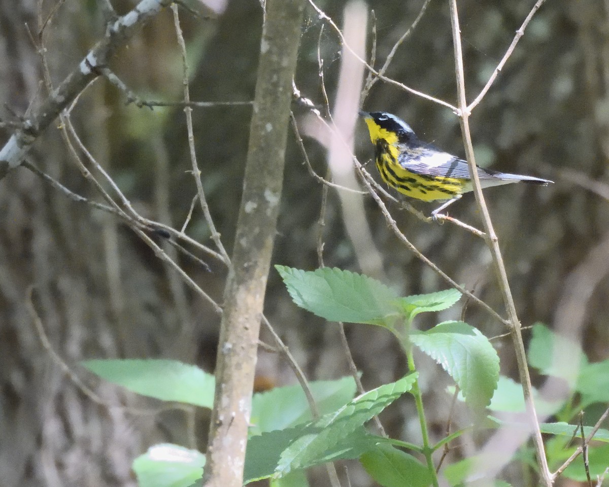 Magnolia Warbler - Leslie Lieurance