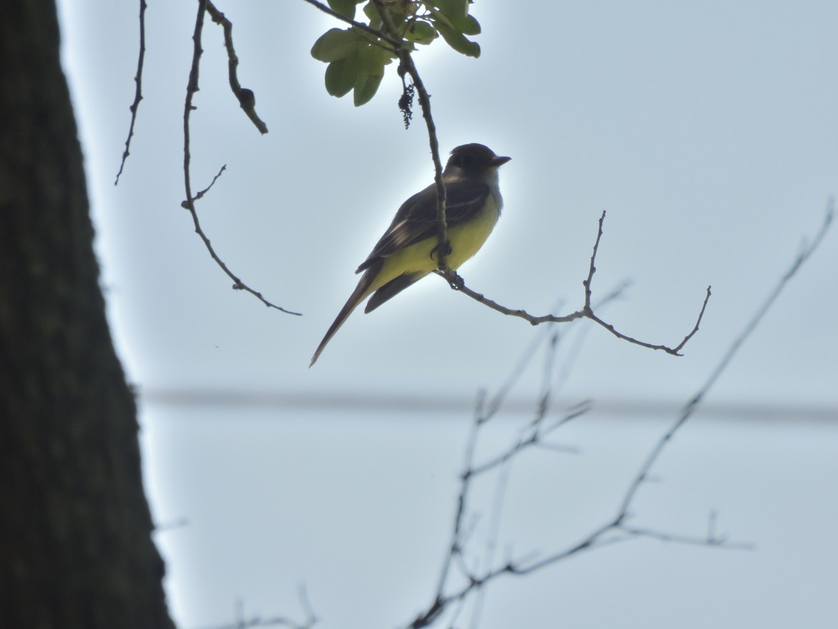 Great Crested Flycatcher - Leslie Lieurance